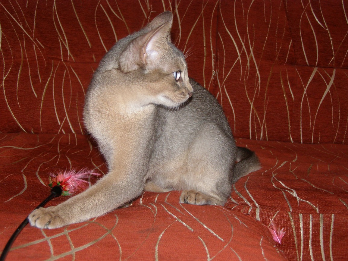 koka